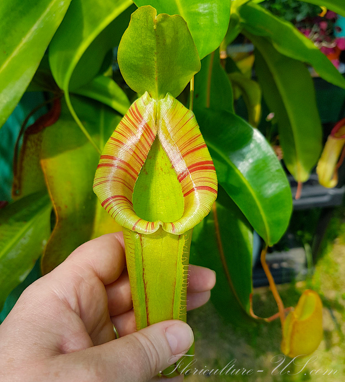 Nepenthes Miranda giant tropical pitcher plant live carnivorous hybrid Floriculture US
