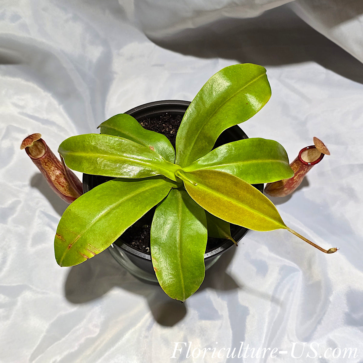 Resilient and easy-to-grow live Nepenthes 'St. Gaya' tropical pitcher plant.