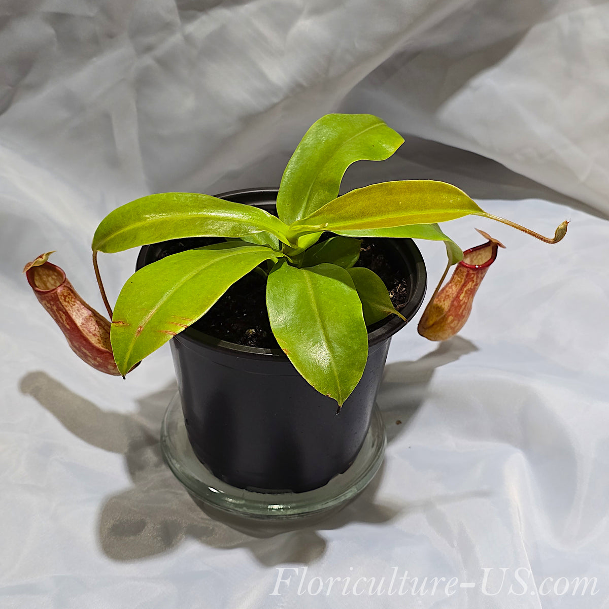 Exotic Nepenthes 'St. Gaya' carnivorous plant featuring unique spotted pitchers.