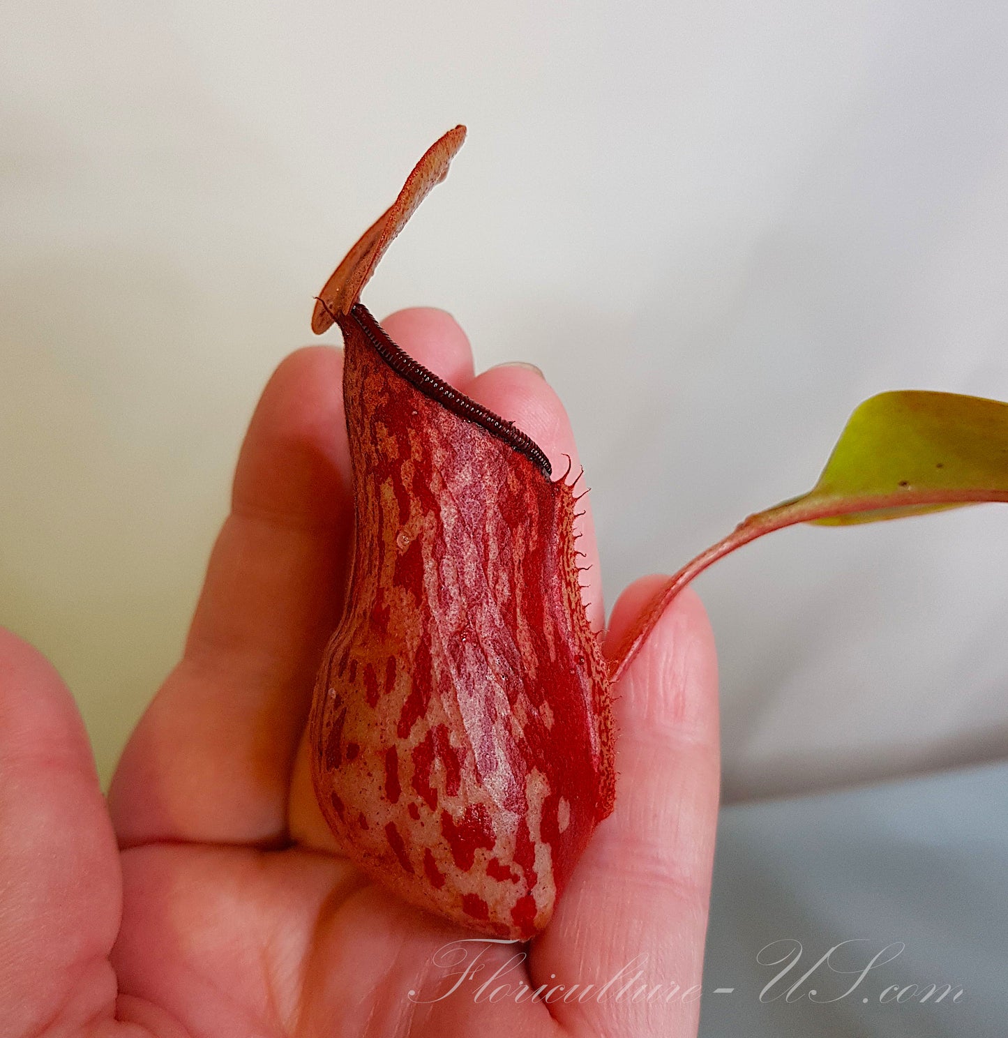 Detailed macro shot of a fully formed Nepenthes 'St. Gaya' insectivorous trap.