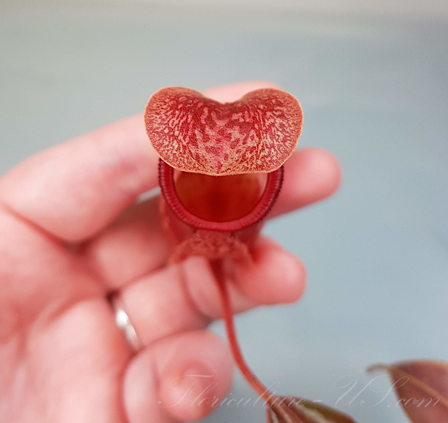 Top view macro shot of a Nepenthes 'St. Gaya' carnivorous pitcher showing the distinctive lid and peristome.