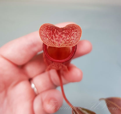 Top view macro shot of a Nepenthes 'St. Gaya' carnivorous pitcher showing the distinctive lid and peristome.