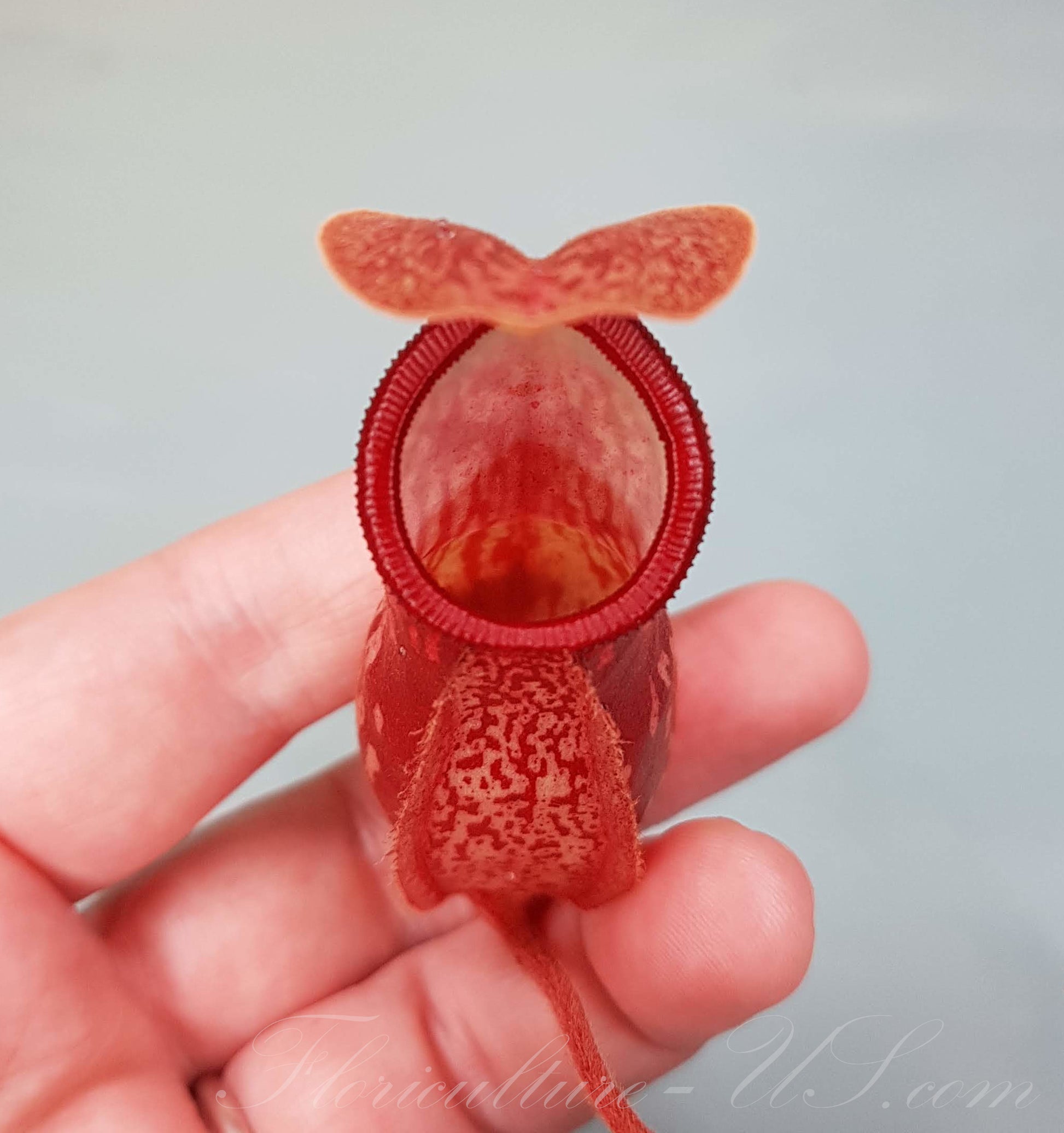 Detailed macro shot of a unique speckled pitcher on an exotic Nepenthes 'St. Gaya' carnivorous plant.