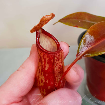 Yellowish-green insectivorous pitcher trap with bold reddish-purple spots of Nepenthes 'St. Gaya'.