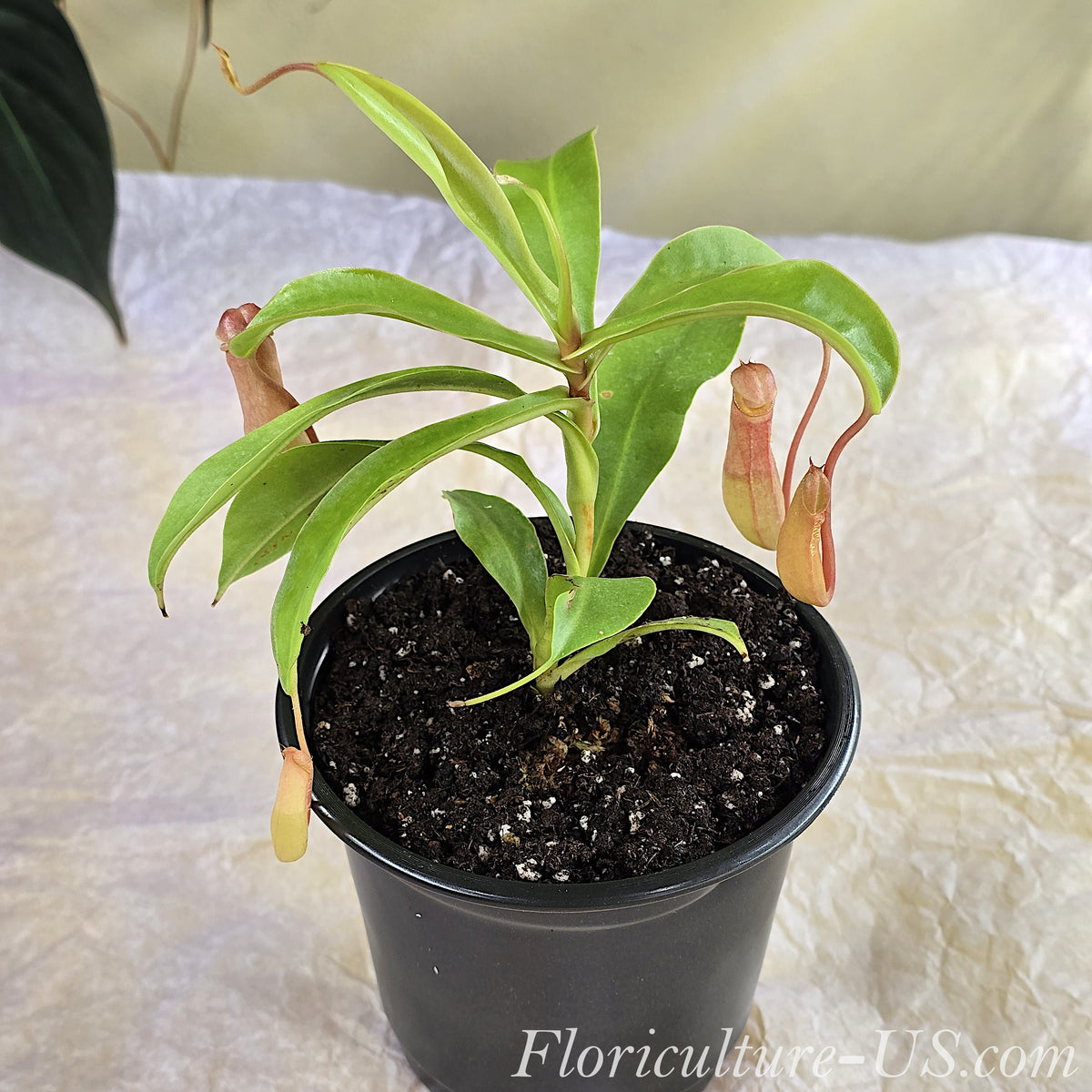 Nepenthes Ventrata pitcher plant in a pot with green and red traps. Exotic carnivorous houseplant.