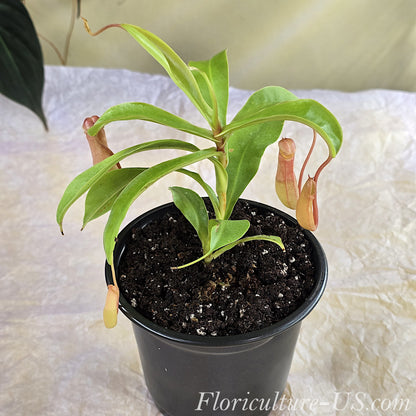 Nepenthes Ventrata pitcher plant in a pot with green and red traps. Exotic carnivorous houseplant.