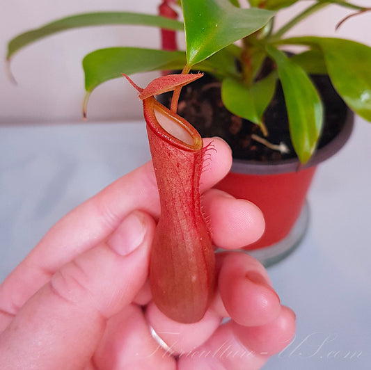 Full view of potted Nepenthes Ventrata pitcher plant on a shelf. Exotic home decor.