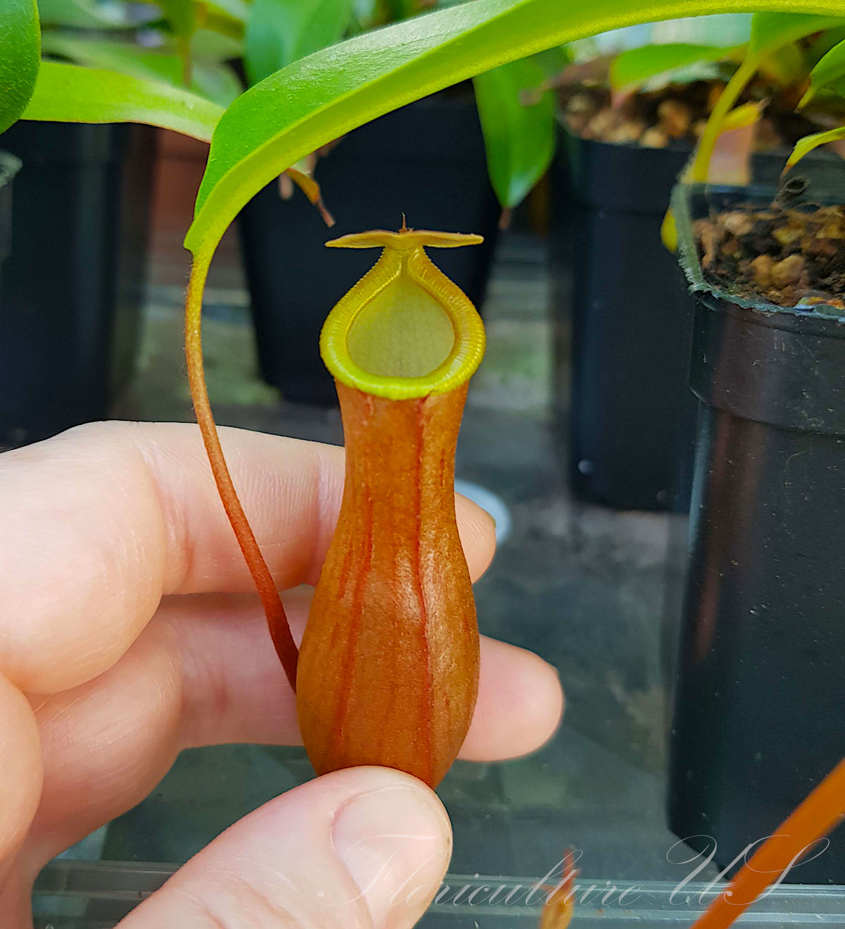 Single vibrant gradient pitcher of Nepenthes Ventrata carnivorous plant.