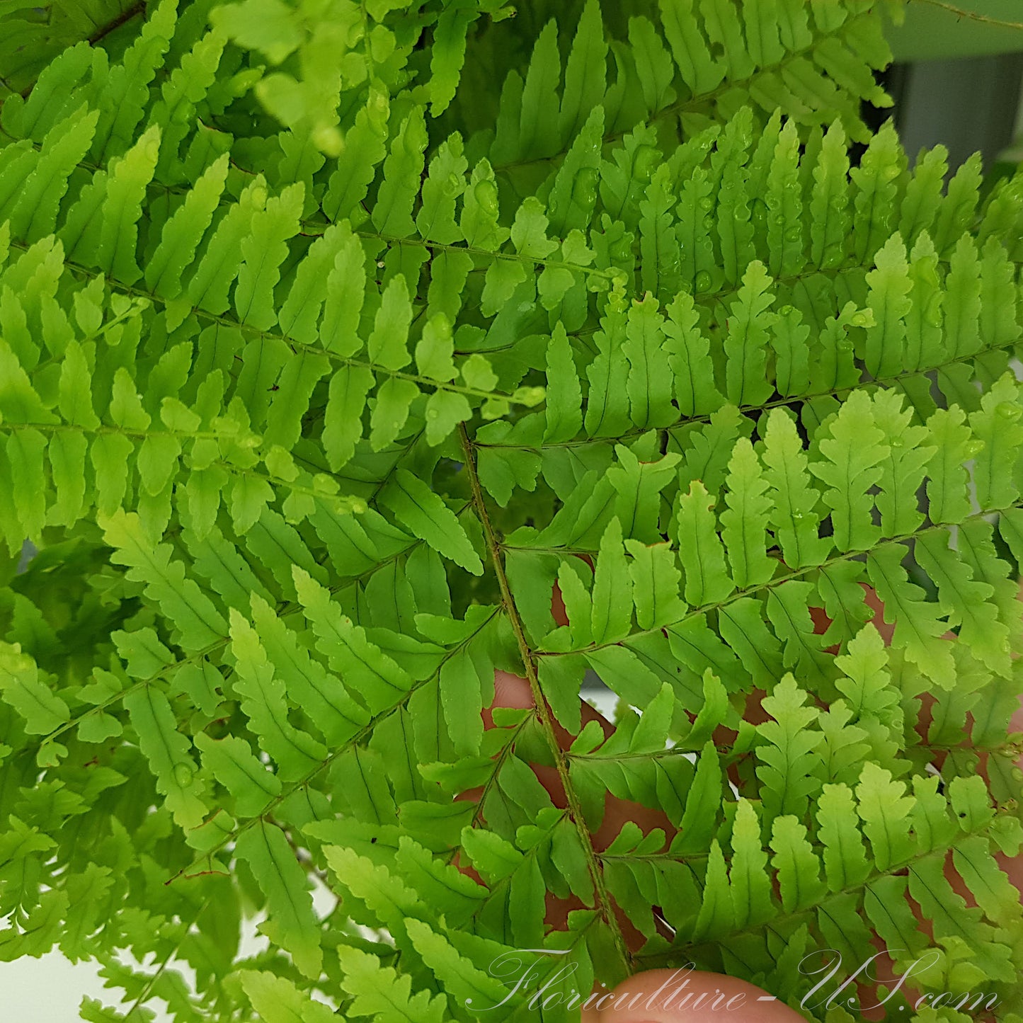 Close-up shot of dense green fronds of Nephrolepis Green Fantasy fern