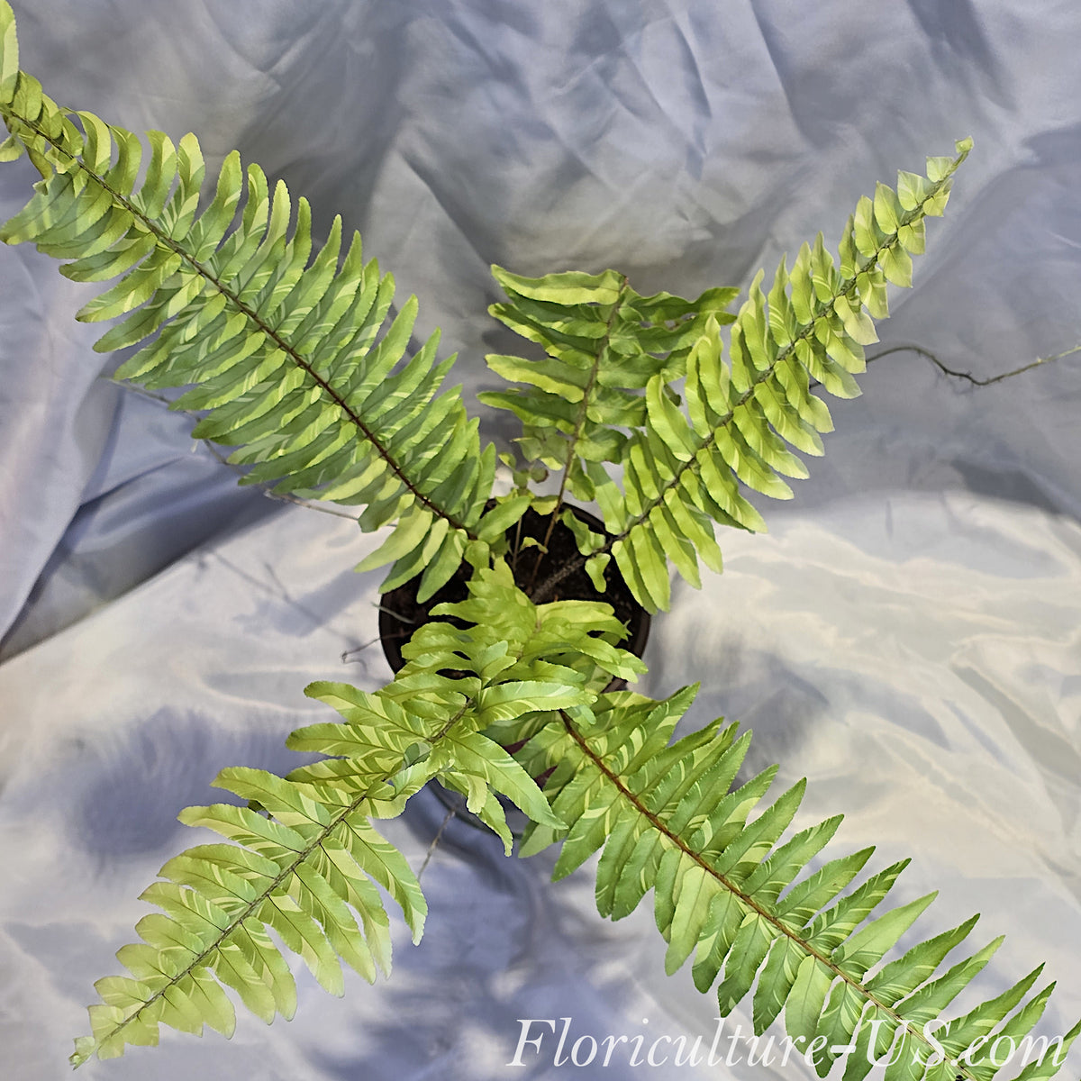 Top view of a compact Nephrolepis Exaltata 'Tiger' fern. Thick, healthy clump of variegated tropical foliage showcasing stable zebra-like striping.