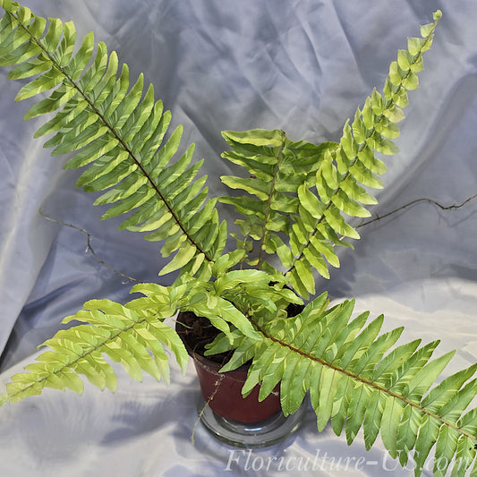 Nephrolepis Exaltata 'Tiger' plant grown in a 4-inch nursery pot. The variegated Boston fern displays lush fronds with distinct gold and green stripes.