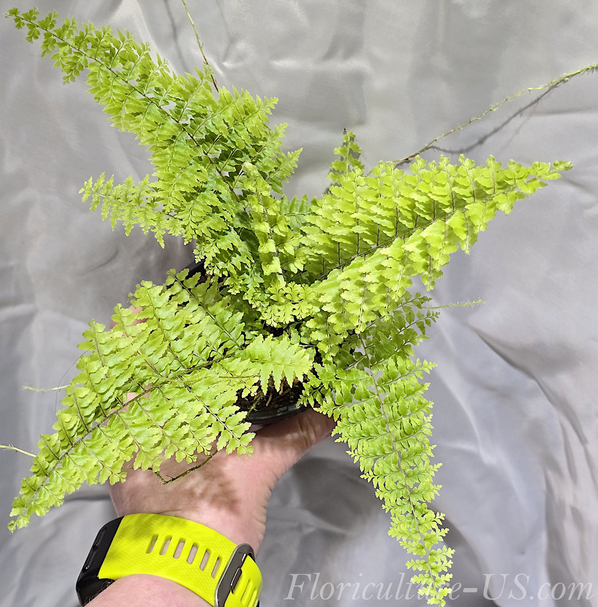 Top view of Nephrolepis Green Fantasy fern showing dense fronds