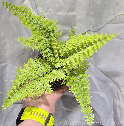 Top view of Nephrolepis Green Fantasy fern showing dense fronds