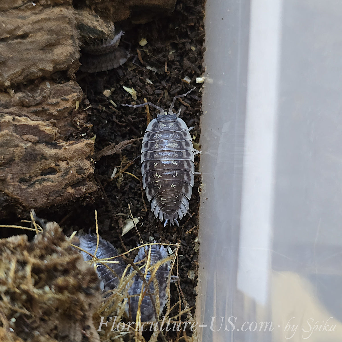 Top view of a mature Oniscus asellus isopod specimen showing distinct shiny dark shell with pale markings on moist soil substrate.