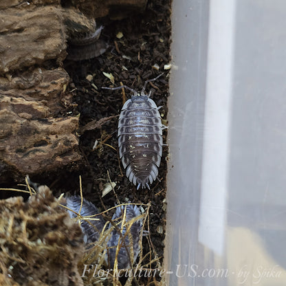Top view of a mature Oniscus asellus isopod specimen showing distinct shiny dark shell with pale markings on moist soil substrate.