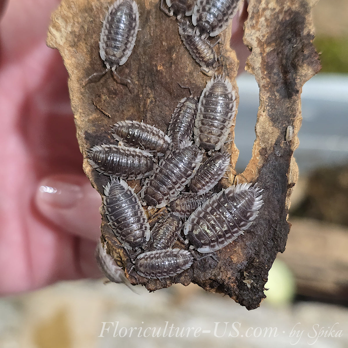 A healthy colony of Oniscus asellus isopods for temperate terrarium clean-up setups, showing mixed sizes on cork habitat.