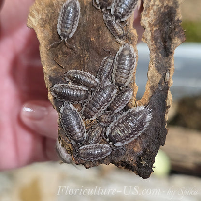 A healthy colony of Oniscus asellus isopods for temperate terrarium clean-up setups, showing mixed sizes on cork habitat.