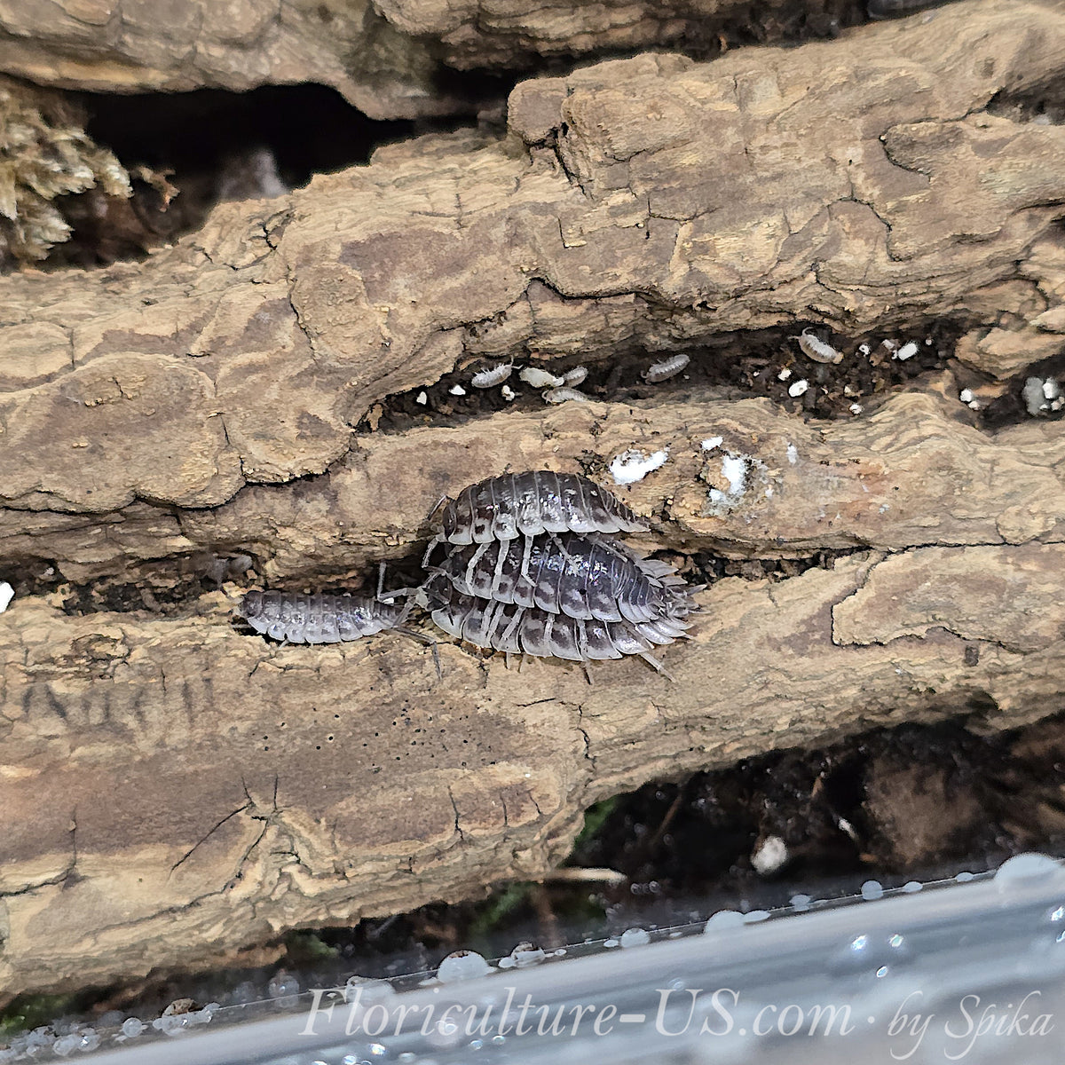 Three Oniscus asellus isopods stacked on top of each other on a textured piece of tree bark substrate.