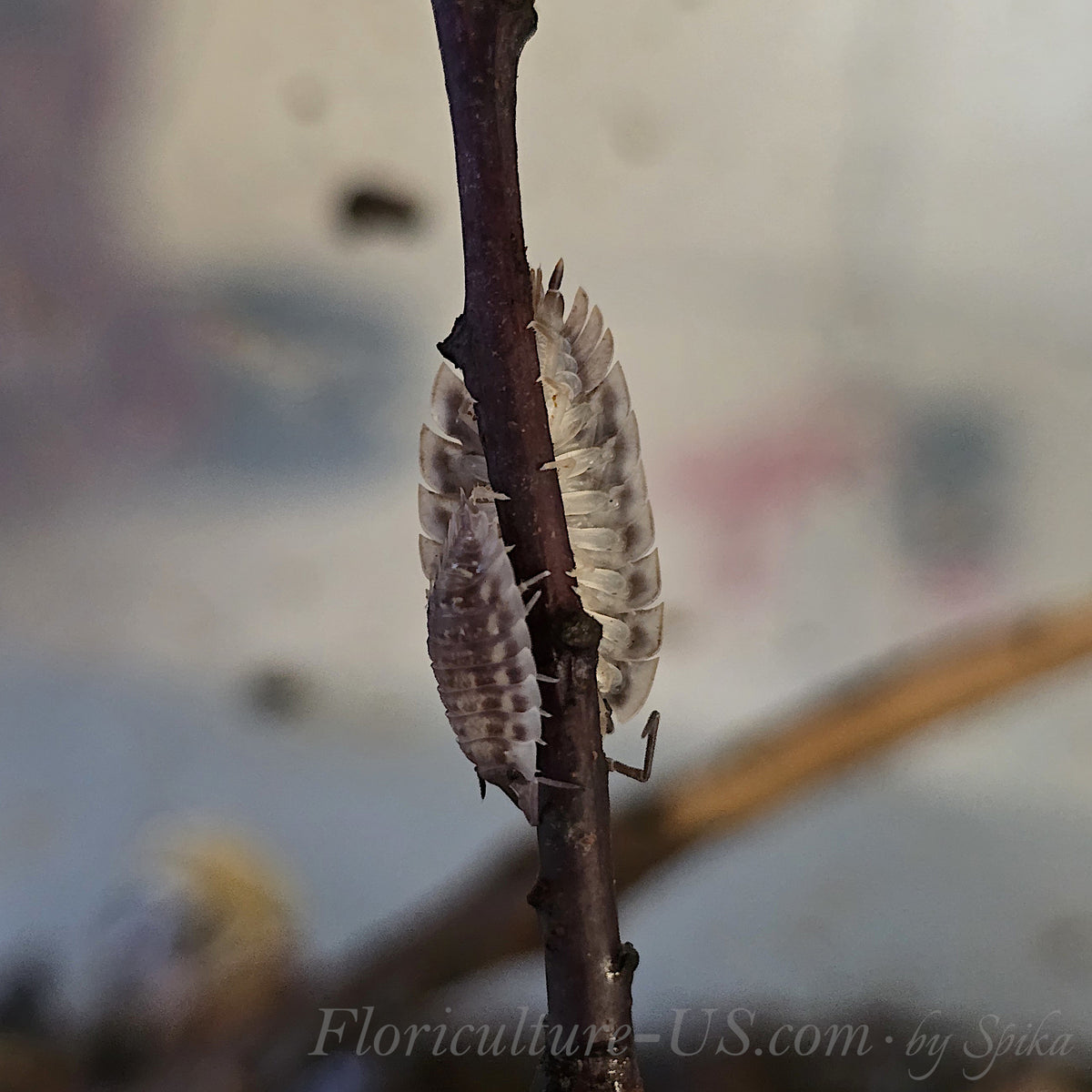 Two individuals from an Oniscus asellus shiny woodlice culture climbing a vertical wooden twig in a terrarium environment.