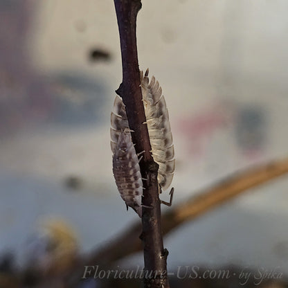 Two individuals from an Oniscus asellus shiny woodlice culture climbing a vertical wooden twig in a terrarium environment.