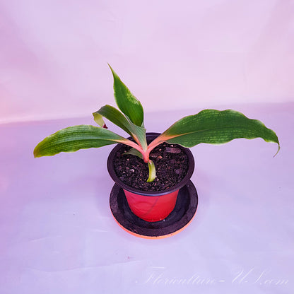 Healthy tropical houseplant Chlorophytum Orchidastrum growing in a 3.5-inch pot.
