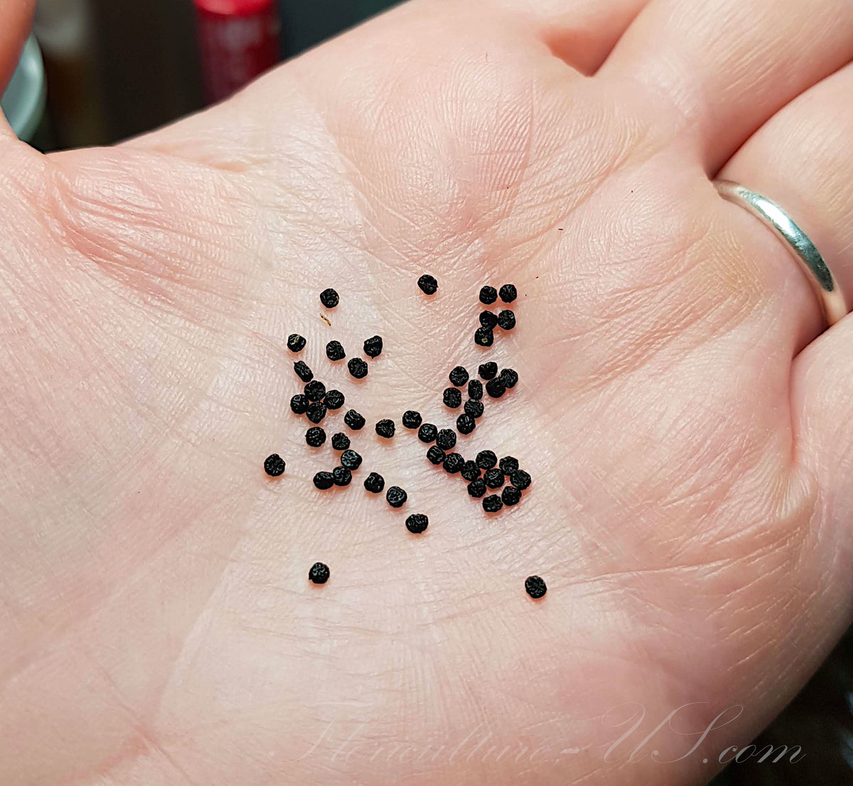 Close-up view of a packet of Chlorophytum orchidastrum seeds held in a human palm to showcase their size