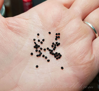 Close-up view of a packet of Chlorophytum orchidastrum seeds held in a human palm to showcase their size