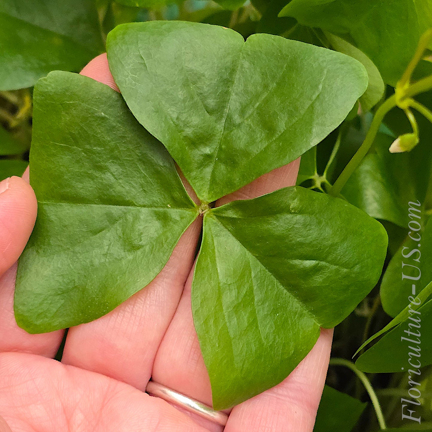 Triangular green foliage of a live Oxalis Regnellii plant