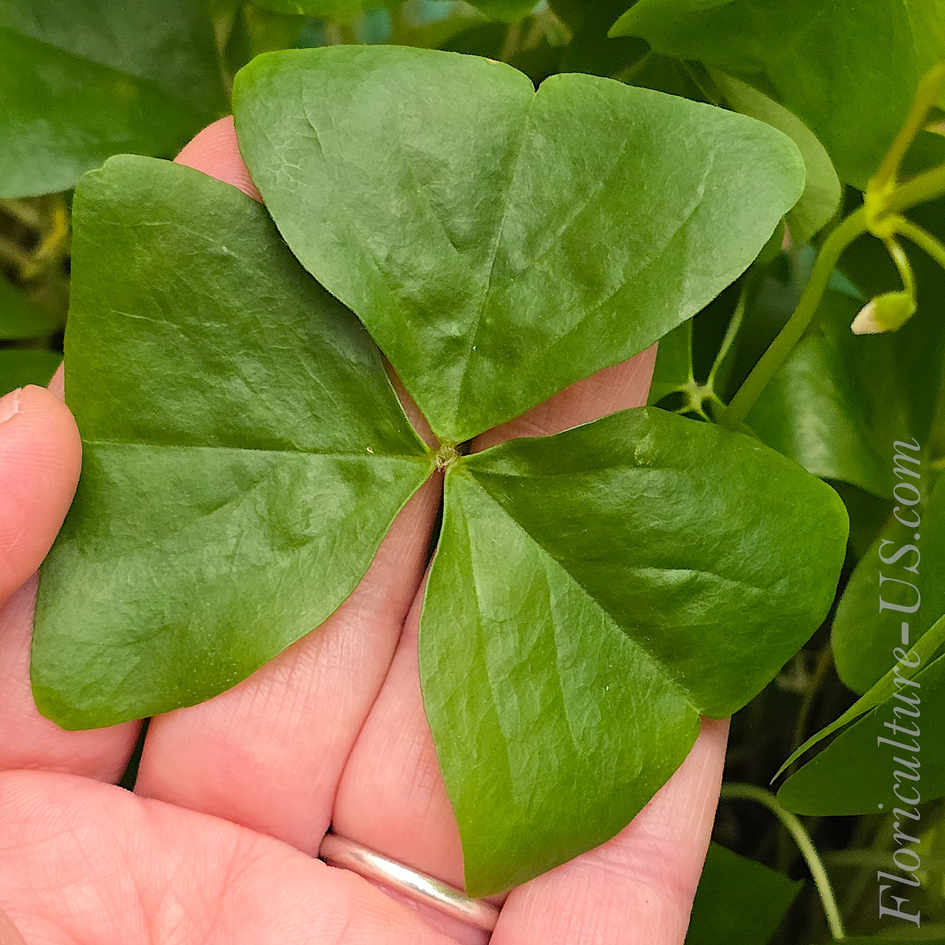 Triangular green foliage of a live Oxalis Regnellii plant