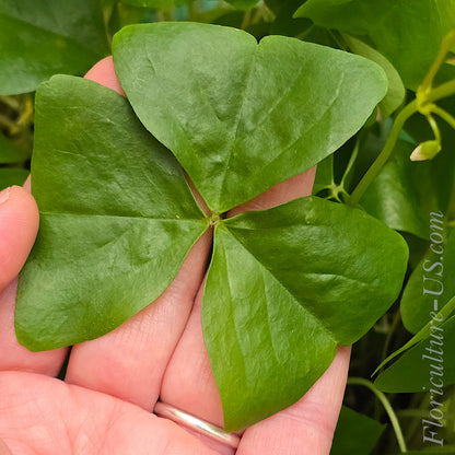 Triangular green foliage of a live Oxalis Regnellii plant