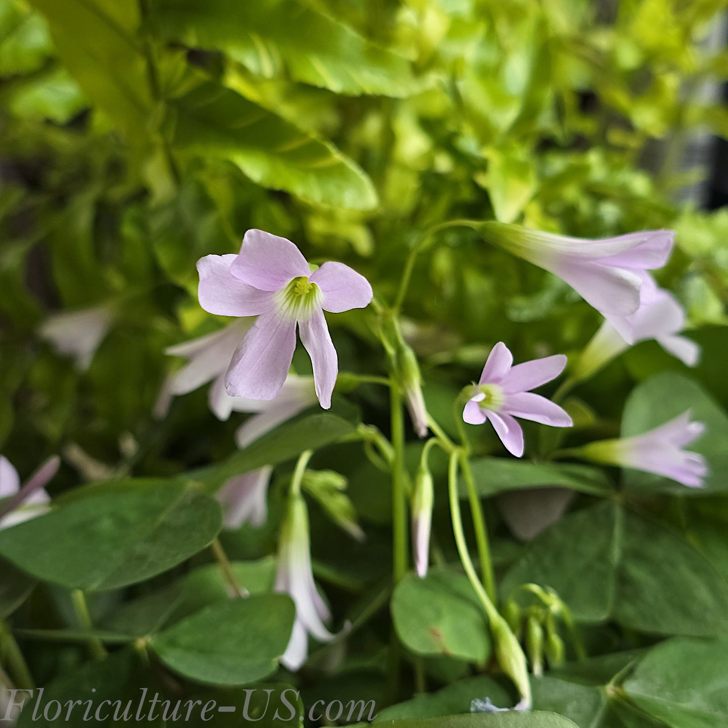 Blooming Oxalis Regnellii Green Shamrock plant with soft lavender flowers