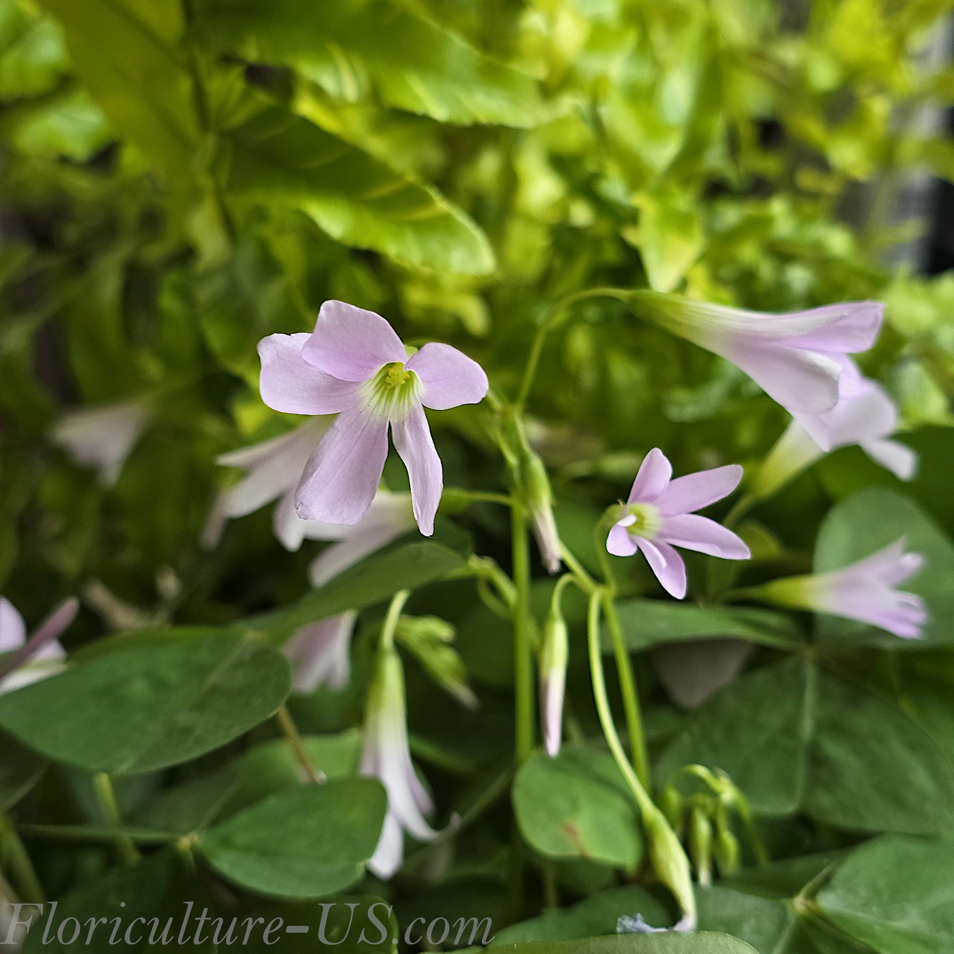 Blooming Oxalis Regnellii Green Shamrock plant with soft lavender flowers