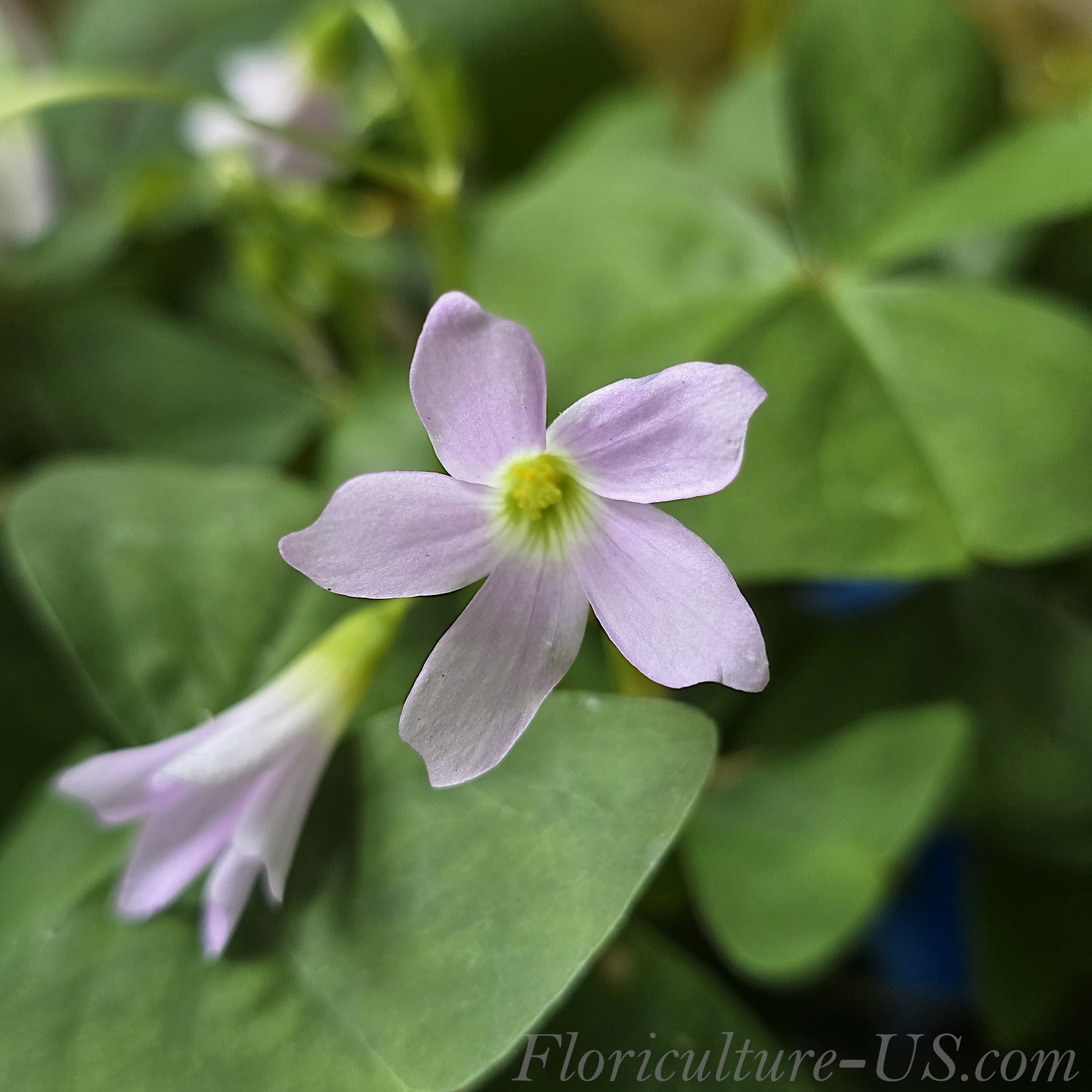 Close-up shot of delicate lavender star-shaped flowers of Oxalis Regnellii