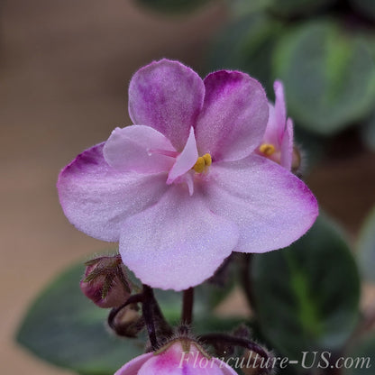Close-up macro shot of vibrant pink petals of a Miniature African Violet flower