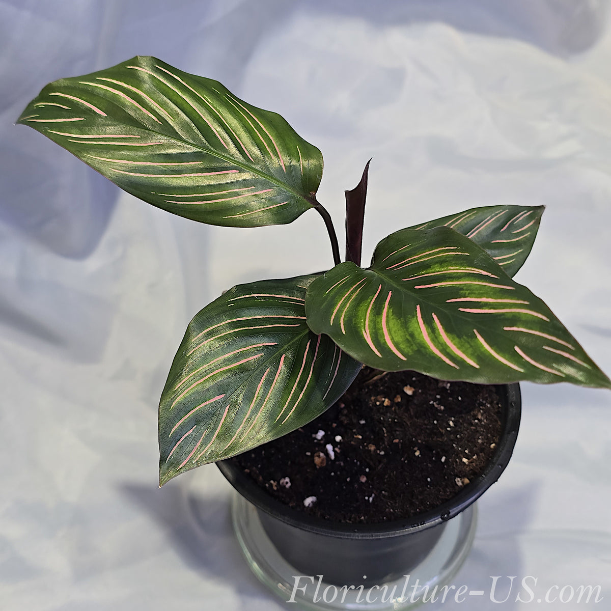 Top-side view of a healthy potted Calathea ornata Pinstripe prayer plant displaying upright glossy leaves and purple undersides