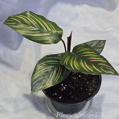 Top-side view of a healthy potted Calathea ornata Pinstripe prayer plant displaying upright glossy leaves and purple undersides