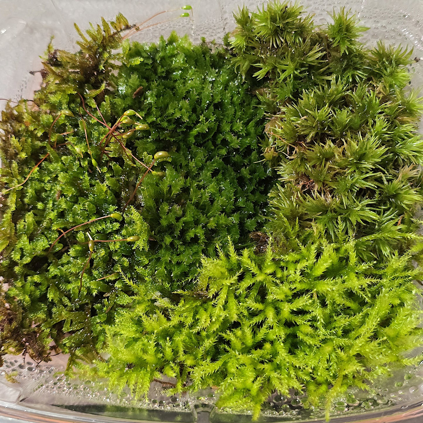 Natural live moss used as a green ground cover in a bioactive planted vivarium.