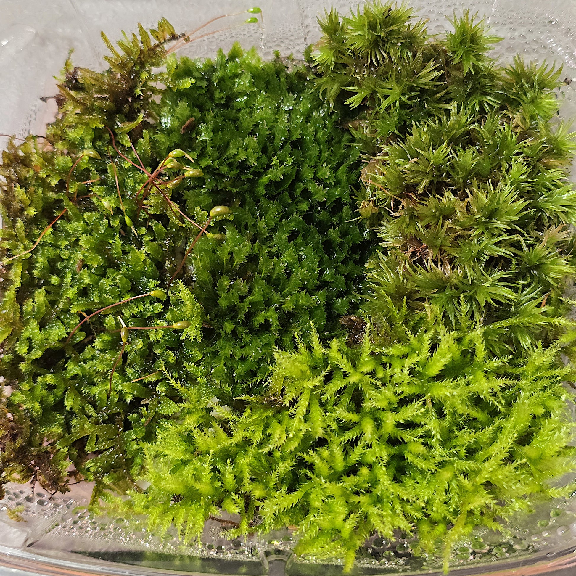Natural live moss used as a green ground cover in a bioactive planted vivarium.