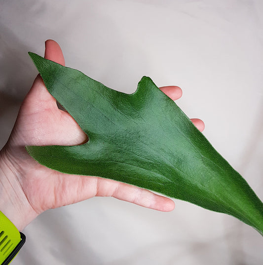 Platycerium Bifurcatum, Staghorn Fern, 4" and 5", Fern, Live Plant