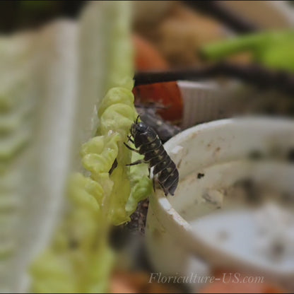Video showing a healthy Wild Type Armadillidium Vulgare isopod eating fresh green lettuce.