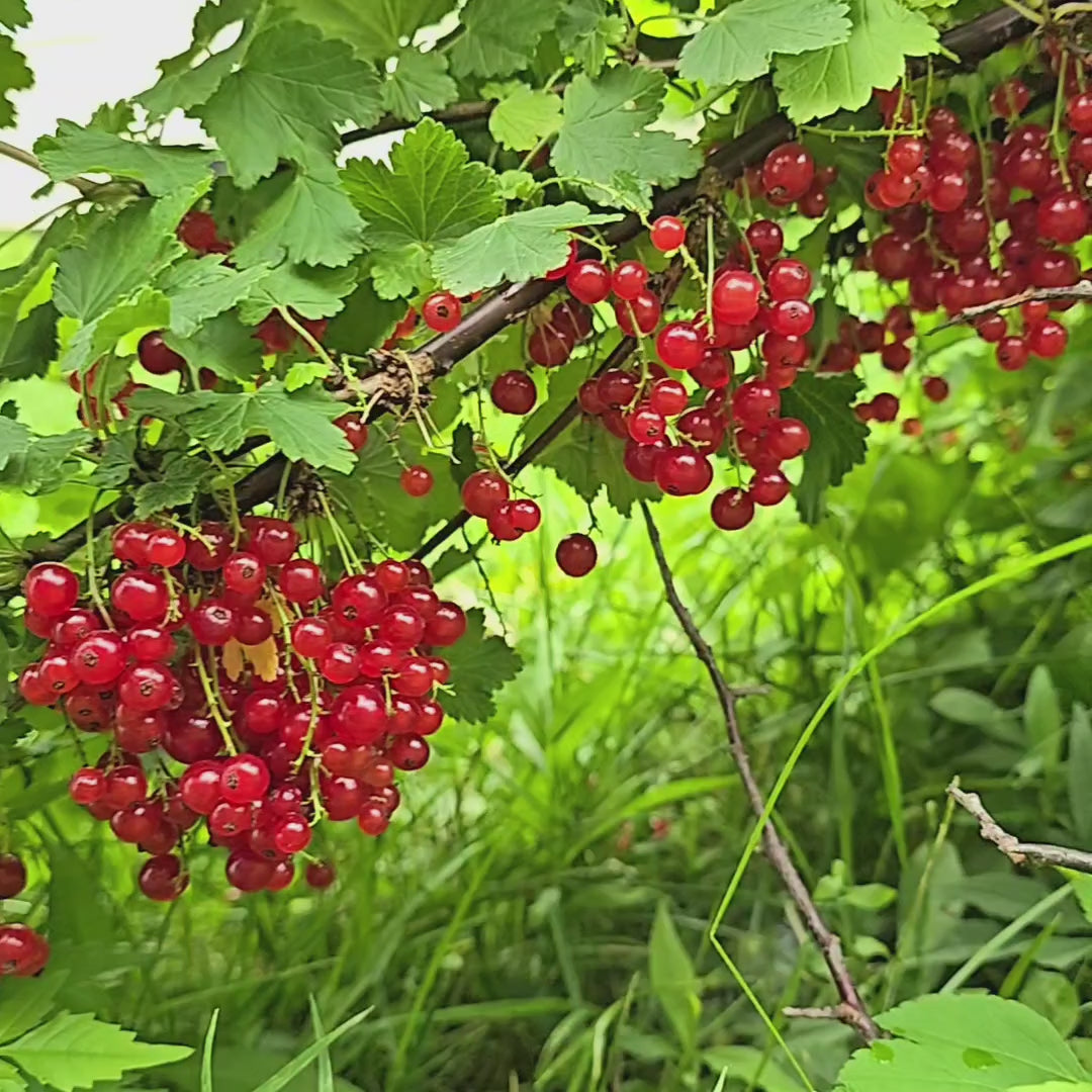 Video overview of productive Ribes rubrum fruit plant with bright red ripe berries