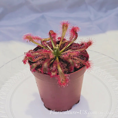 360-degree video showcase of a live red Drosera spatulata var. lovellae carnivorous plant in a 2-inch pot, smoothly rotating on a turntable to display sticky shimmering dew.