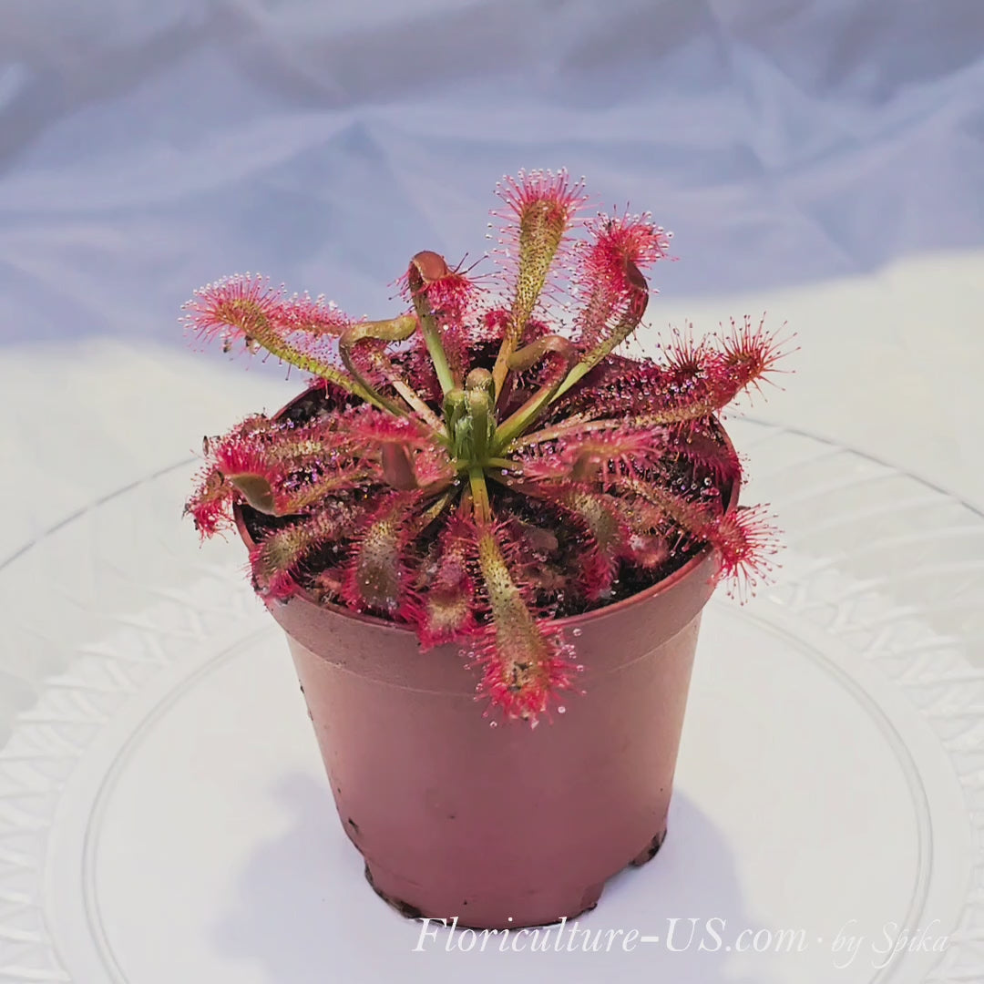 360-degree video showcase of a live red Drosera spatulata var. lovellae carnivorous plant in a 2-inch pot, smoothly rotating on a turntable to display sticky shimmering dew.