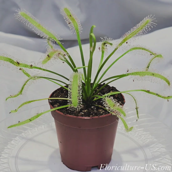 Video showing sticky glistening dew drops on Drosera capensis Alba leaves.
