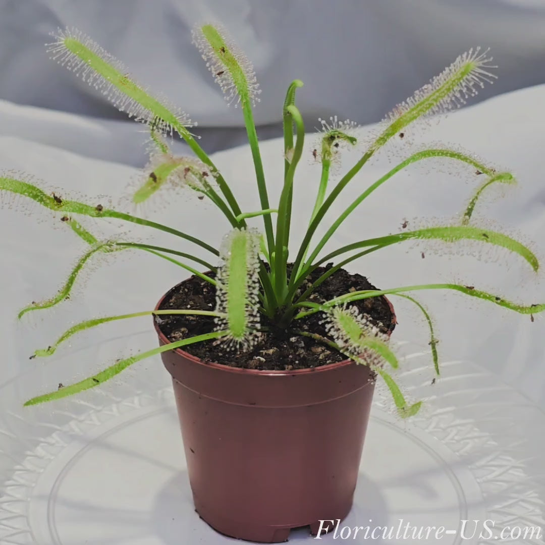 Video showing sticky glistening dew drops on Drosera capensis Alba leaves.