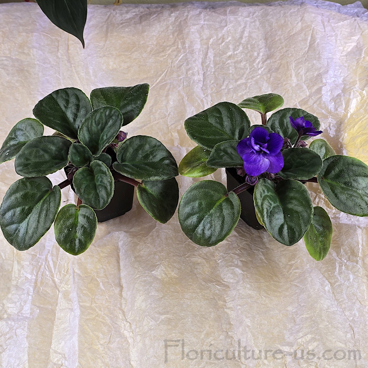 Compact indoor houseplant Bi-Color Purple African Violet starter