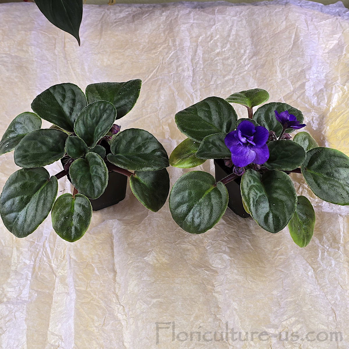 Compact indoor houseplant Bi-Color Purple African Violet starter