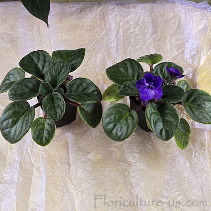 Compact indoor houseplant Bi-Color Purple African Violet starter