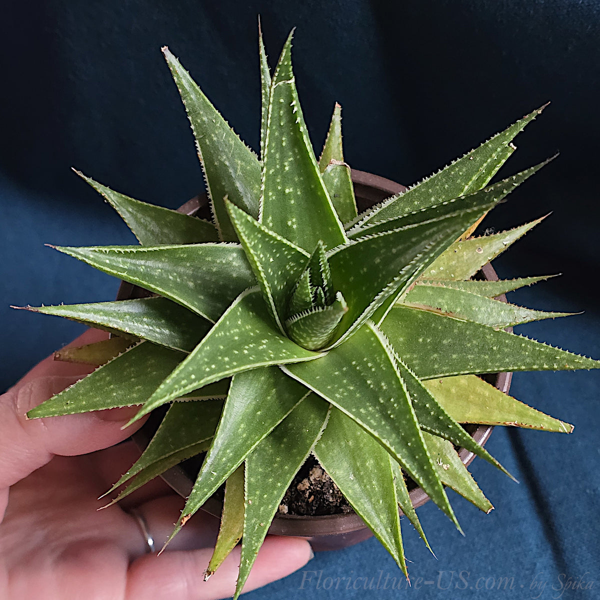 A hand holding a potted Aloe 'Amial Hodi' star-shaped hybrid succulent.