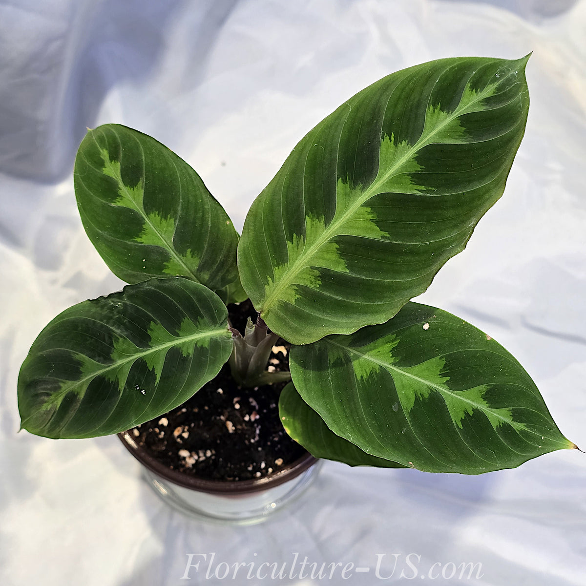 Top view of a rare unique Calathea Warscewiczii plant showcasing its soft patterned velvet leaves spread wide